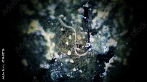 The amazing world of microbiology. Different bacteria, microbes and single-celled microorganisms are visible through a microscope. High-quality video.