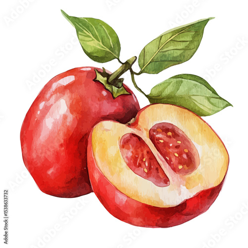 Acerola Slice, watercolor painting vector, isolated on a white background.