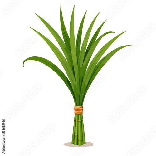 Illustration of Fresh Pandan Leaves Tied Together with Twine, Culinary Herb and Flavoring Ingredient