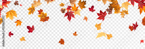 Falling leaves, autumn foliage on transparent background, beautiful background of orange and gold leaves. Vector maple leaf, png, flying foliage from tree.	

