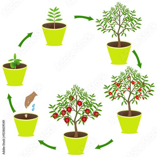 Life cycle of pomegranate in a pot on a white background..eps