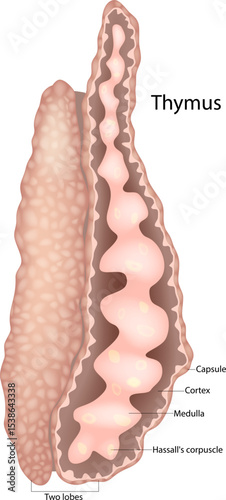 Medical illustration of the human thymus gland showing a longitudinal section with labeled parts including the capsule, cortex, medulla, Hassall's corpuscle, and two lobes.