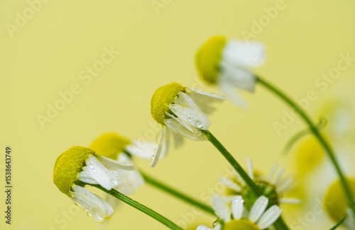 medicinal chamomile