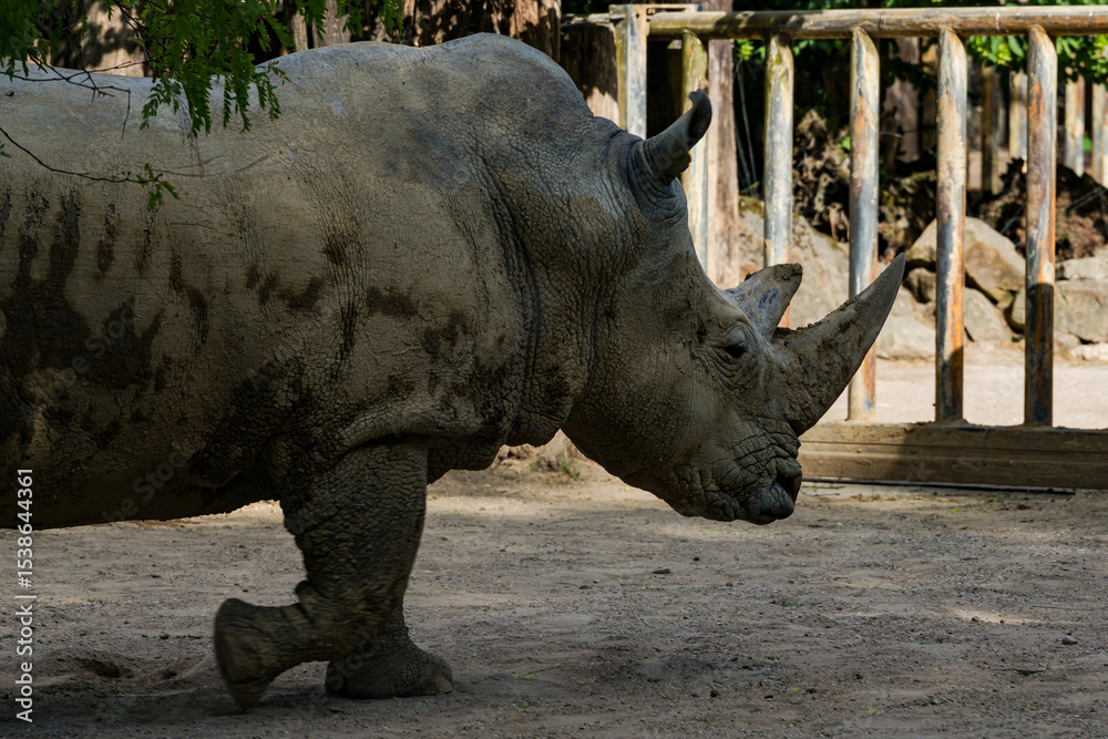 Obraz premium Rhinoceros walking through a sandy enclosure during daylight hours