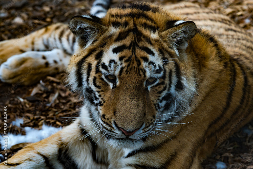 Obraz premium Majestic tiger relaxing in a natural habitat during daylight