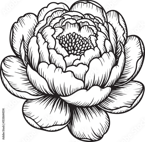 Elegant Peony Bloom: A detailed monochrome illustration showcases the exquisite beauty of a fully blossomed peony, its intricate petals and delicate details creating a timeless artistic statement.