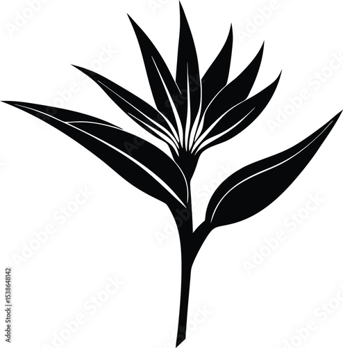 bird of paradise flower silhouette on white background