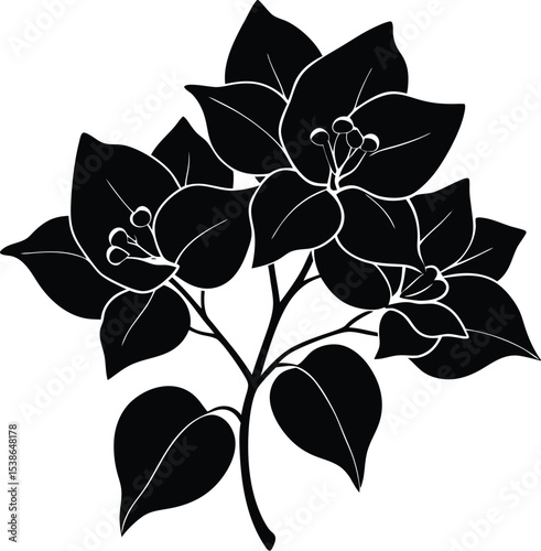 bougainvillea flower silhouette on white background
