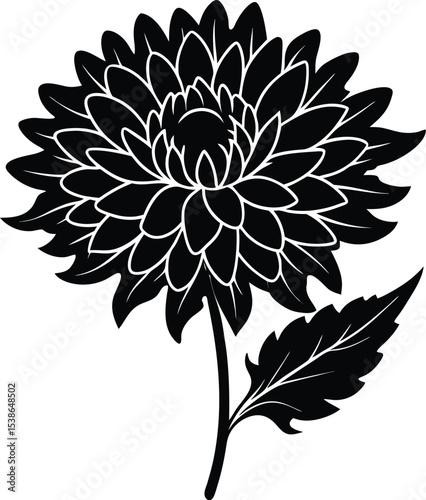 chrysanthemum flower silhouette on white background