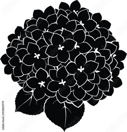 hydrangea cluster flower silhouette on white background