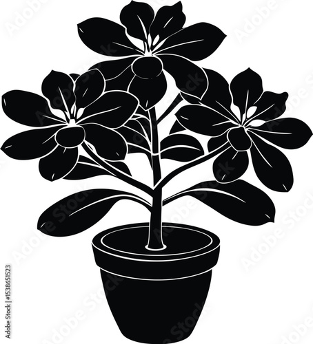 kalanchoe flower silhouette on white background