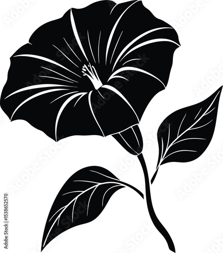 morning glory flower silhouette on white background