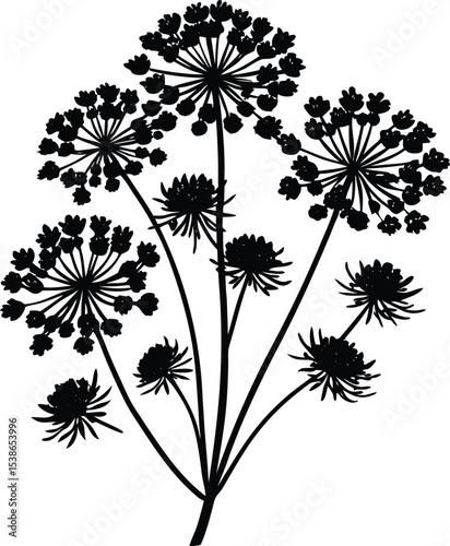 queen annes lace flower silhouette on white background