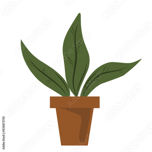 green plant in a pot