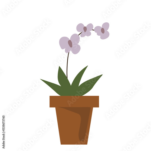 pink orchid in a pot