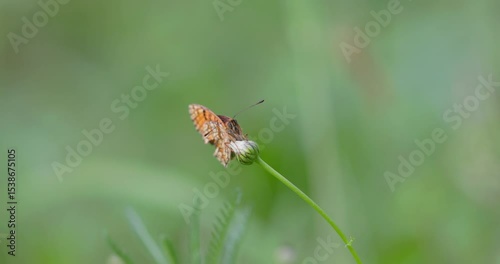 Mating Behavior of Heath Fritillary Butterflies (Melitaea athalia) on a Plant Stem
