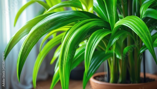 Dangling staghorn fern plants. This exotic and epiphytic plant is frequently utilized as an ornamental element in gardens.
