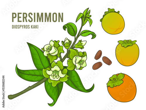 Persimmon branch with flowers and leaves, set of ripe and unripe fruits, and seeds. Vector illustration of Diospyros Kaki