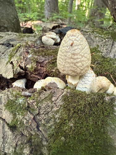 Coprinopsis variegata, commonly known as the scaly ink cap or the feltscale inky cap