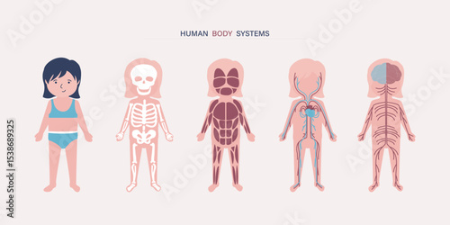 My body, educational anatomy diagram of body organs for kids. Cute cartoon little girl and her body systems: muscular, skeletal, circulatory, nervous and digestive.