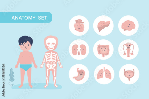 Little boy with skeleton and internal organs. Human body anatomy. Educational infographic for kids. Set of different organs and systems, funny mascots. Anatomical structure