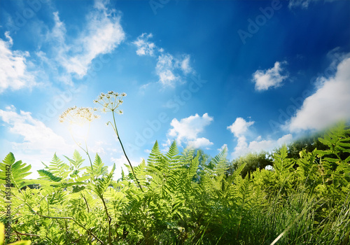 大自然の中で輝く太陽と植物