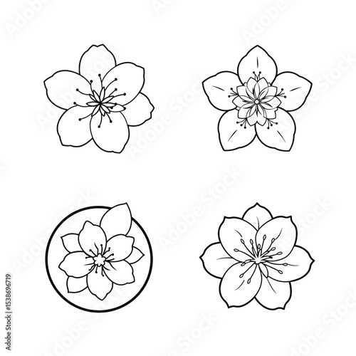 Four detailed black and white illustrations of blooming cherry blossom flowers with different styles