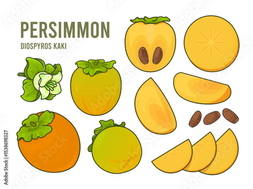 Set of persimmon ripe and unripe fruits, seeds, cut pieces and slices. Vector illustration of Diospyros Kaki