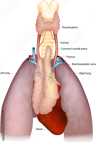 Detailed medical illustration shows the thymus in relation to the thyroid gland, trachea, common carotid arteries, brachiocephalic veins, lungs, and heart.