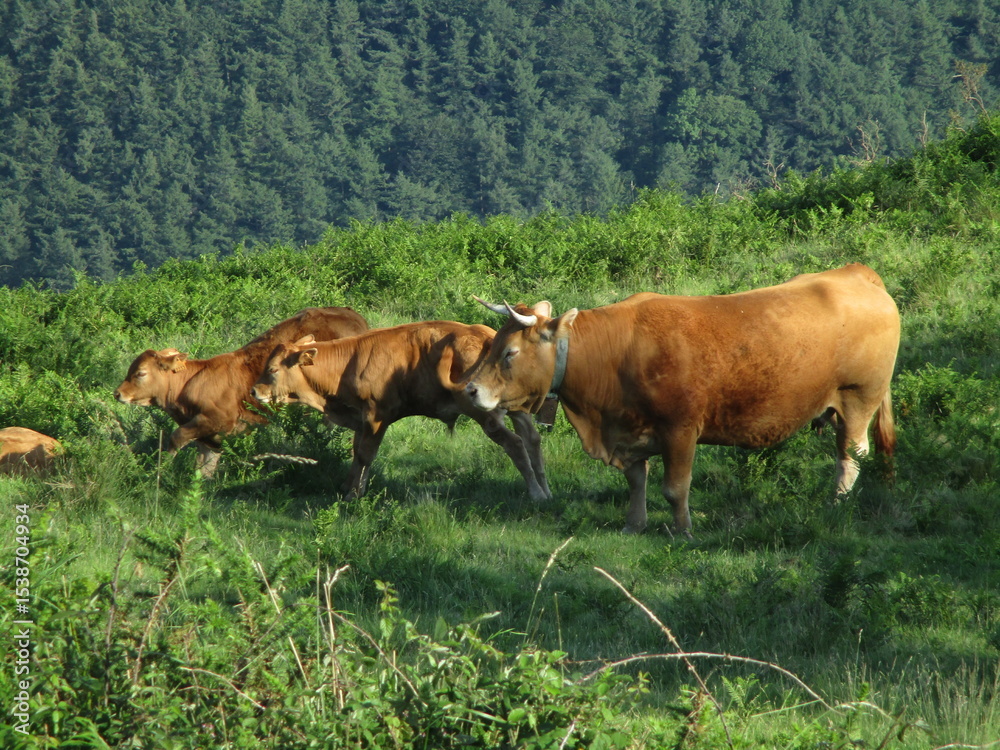 Fototapeta premium Vaca con dos terneros en el campo