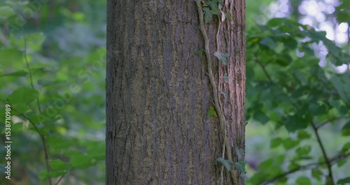 Linden Tree Bark in a Forest Setting