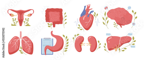 Human organs healthcare and treatment. Vector isolated set of heart, brain and cervix, lungs and liver, kidneys and stomach, digestive system. Healthy organism of people, examination and analysis