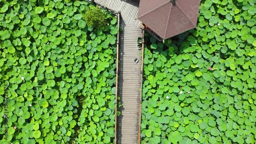 Aerial view of thousand mu lotus pond at chengdu tourist area in summertime