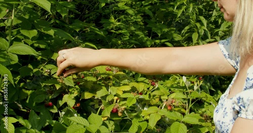 Woman Picking Raspberries into a Glass Bowl in the Garden