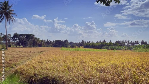 Beautiful landscape of paddy farms in Karnataka, India