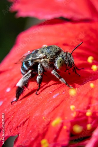Close up of a beautiful big-eyed blue bee on a bright red flower. Fierce and charming bees and flowers. A bee in the genus Amegilla, which is distinguished by its beautiful metallic blue stripes.
