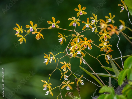 Tampa Butterfly Orchids also know as Florida Butterfly Orchids growing wild in Myakka River State Park ion Sarasota Fliorida USA