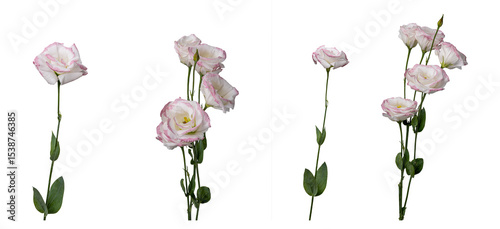 High Quality PNG of lisianthus flowers, isolated on white background
