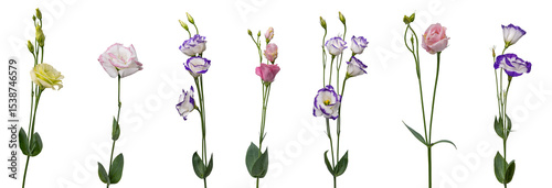 High Quality PNG of lisianthus flowers isolated on white background