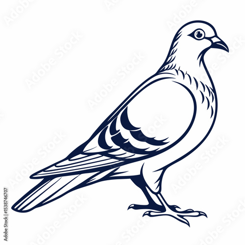 pigeon vector