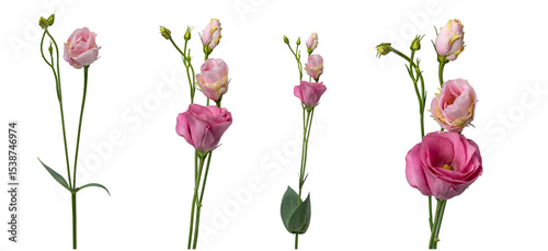 High Quality PNG of lisianthus flowers, pink color on white background.