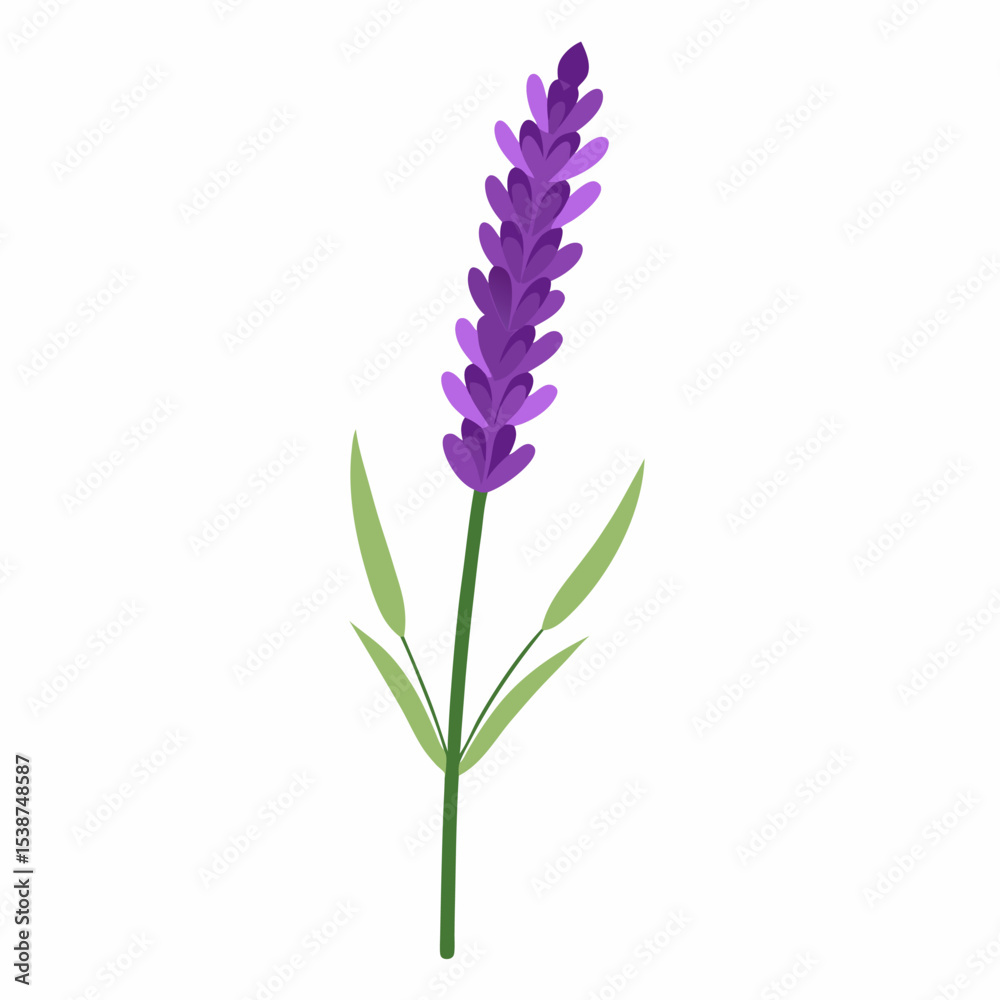 Obraz premium Realistic Vector Illustration of a Lavender Flower Spike – Botanical Clipart, Aromatherapy Herb, Purple Floral Isolated Design, Nature Element, Medicinal Plant, Spa Decor, Editable EPS 