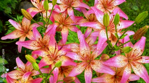 Lily flowers background. Asiatic lily in the garden with water drops on petals. Growing flowers in summer.