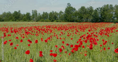 Papaver rhoeas, the common poppy in a wheat field