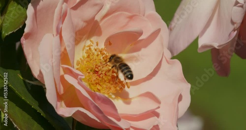 Bees Pollinating a Garden Rose Flower and Collecting Nectar