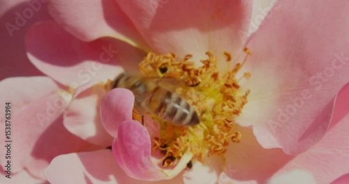 Bees Pollinating a Garden Rose Flower and Collecting Nectar