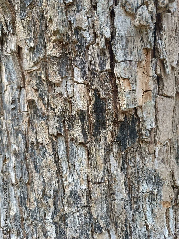 Obraz premium Tree Bark Texture