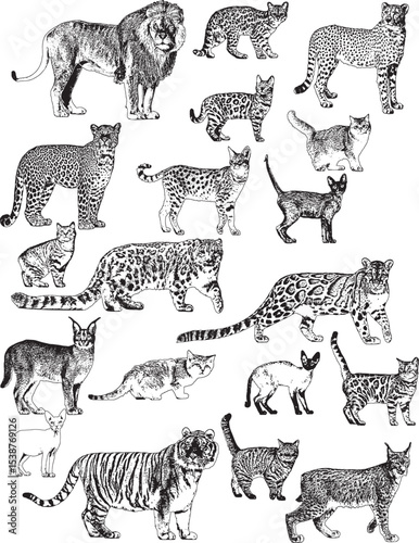 Feline Collection Vector Illustration on White Background.