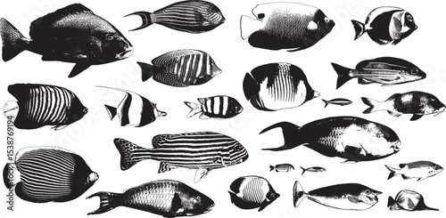 Tropical Fish Vector Illustration, Isolated on White Background.