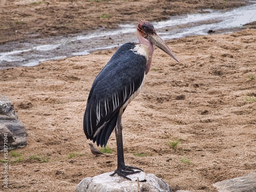 Marabou Stork in Tarangire National Park, Tanzania